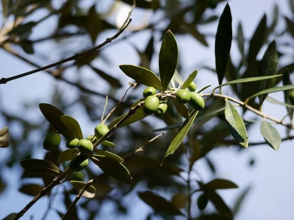 Ist die Olive gesund und gut gepflegt, entwickeln sich schon bald Blten und Frchte