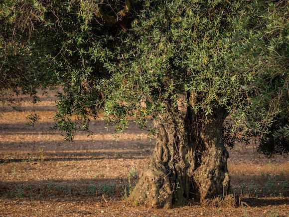 Im mediterranen Raum knnen Olivenbume problemlos im Freien berwintern
