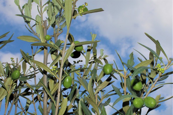 Olivenbaum 'Leccino' (Olea europea)