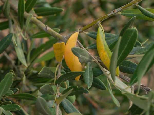 Ist der Olivenbaum zu nass, verfrben sich die Bltter gelb