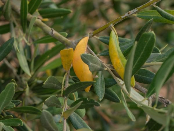 Olivenbaum gelbe Bltter