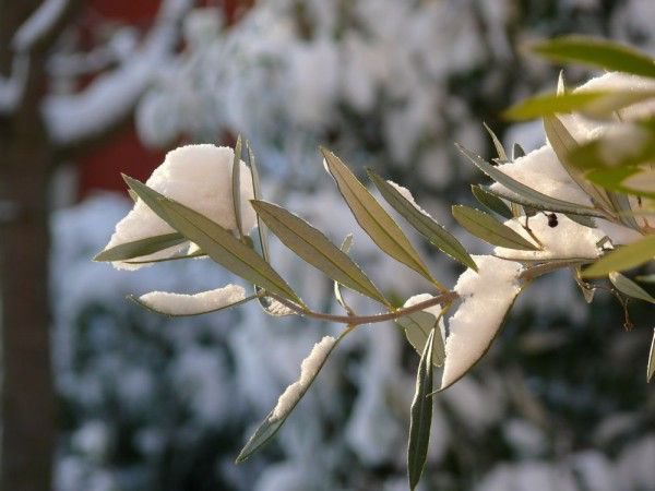 Olivenbaum und Frost: Ein wenig Schnee schadet in der Regel nicht