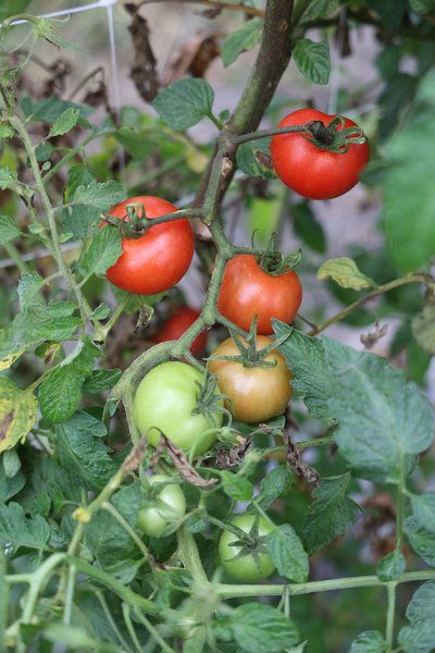 Tomate, Open Sky, Opensky-Tomaten, Freilandtomate, Tombonne, Lubera