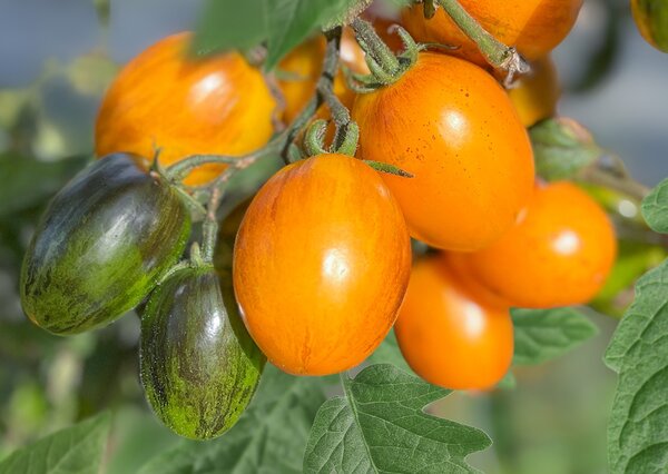 OpenSky, Stabtomate, Amberone, Tomate