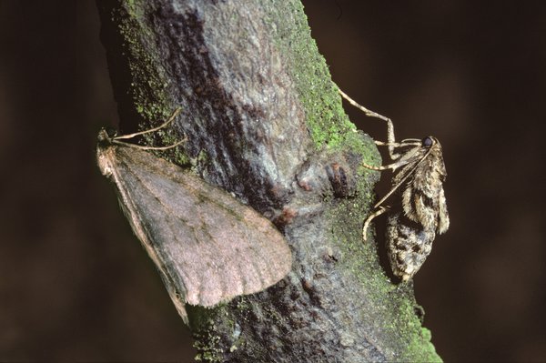 Operophtera brumata, Apfelbaum Schädlinge, Frostspanner