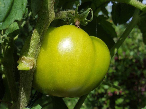 Heirloom Tomate Orange Wellington Tomaten Update Ranka Tessin Lubera