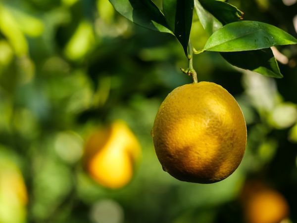 Mediterrane Vegetation