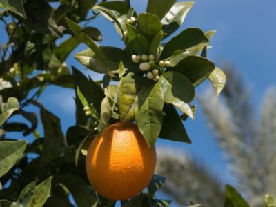 Orangenbaum verliert Blätter
