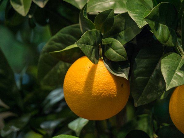 Orangenbaum blüht nicht