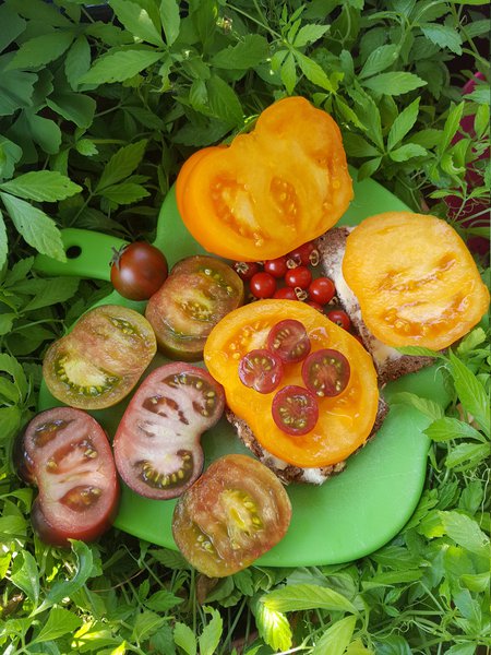 Die schnsten Tomaten der Welt Ranka Tessin