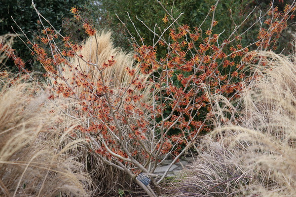 Hamamelis Zaubernuss Jelena orangefarbig Strauch 