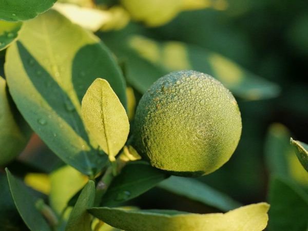 Nicht nur der Zitronenbaum reagiert negativ auf Frost und trgt gerne einen Frostschaden davon - auch Orangen sind empfindlich