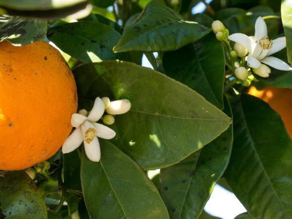 Orangenbaum blüht