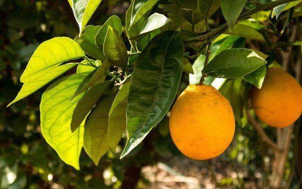 Orangenbaum rausstellen