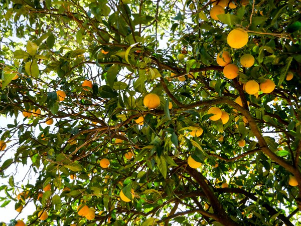 Orangen: Woher sie kommen – wie sie wachsen