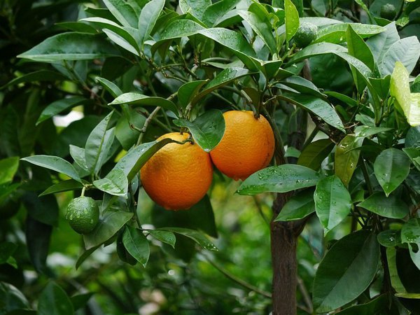 Orangenbaum berwintern