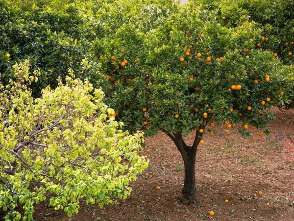 Schönheit mediterraner Pflanzen