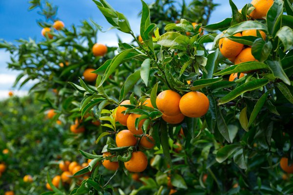 Orangenbaum im Sommer