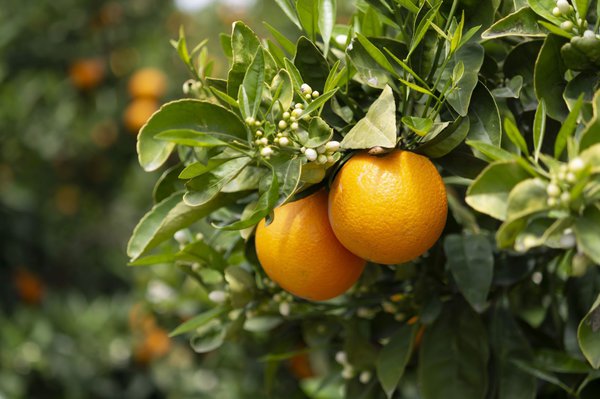 Orangenbaum Pflege - aufwndig, aber lohnenswert