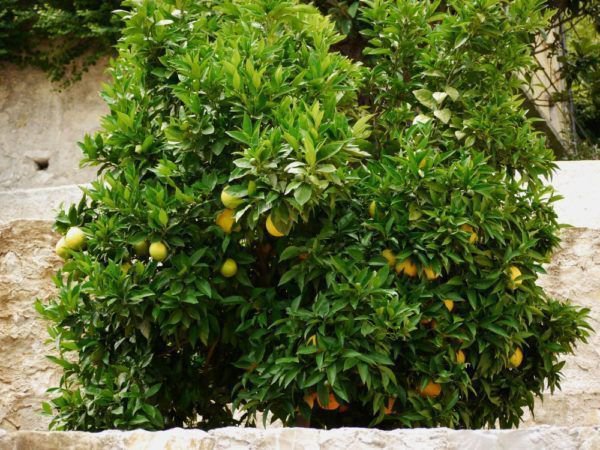 Orangenbaum schneiden