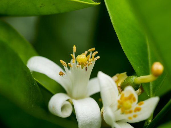 Orangenbaum blüht nicht