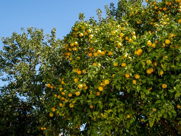 Orangenbaum kaufen