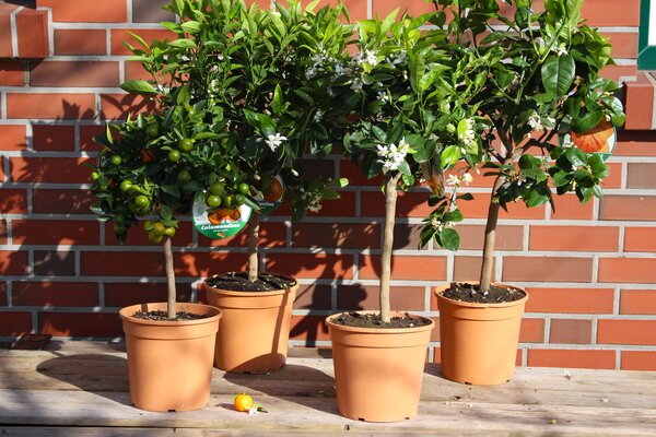 Deine Orangerie Set: Orangenfreuden: Navel Orange Navelina, Blutorange Moro, Regenbogen Orange Arcobal, Miniorange Calamondin Deine Orangerie Set: Orangenfreuden: Navel Orange Navelina, Blutorange Moro, Regenbogen Orange Arcobal, Miniorange Calamondin