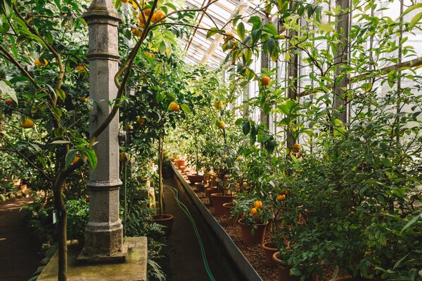 Orangerie, Zitrus, Citrus