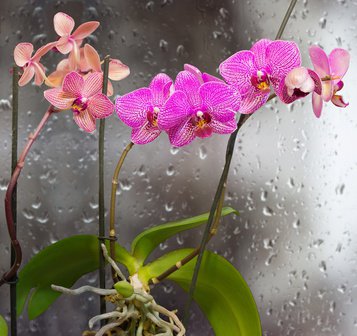 Orchidee