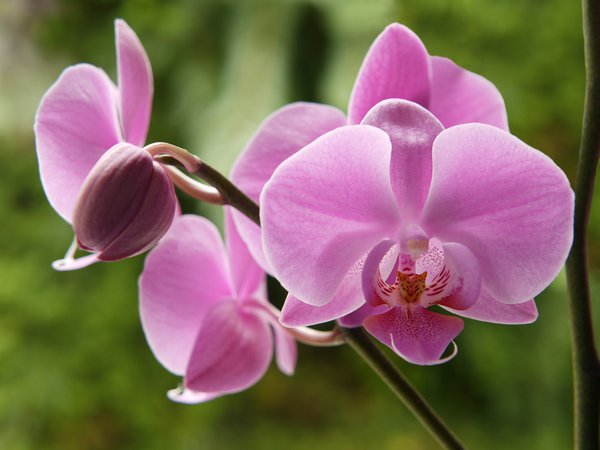 Orchideen bei Schimmelbefall umtopfen.