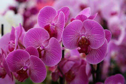 Pinkfarbene Phalaenopsis