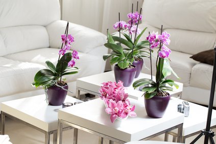 Junge Orchideen