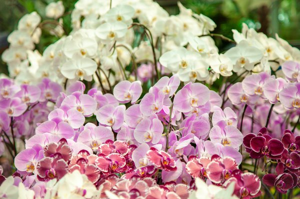 Das Raumklima verbessert sich durch Orchideen spürbar.