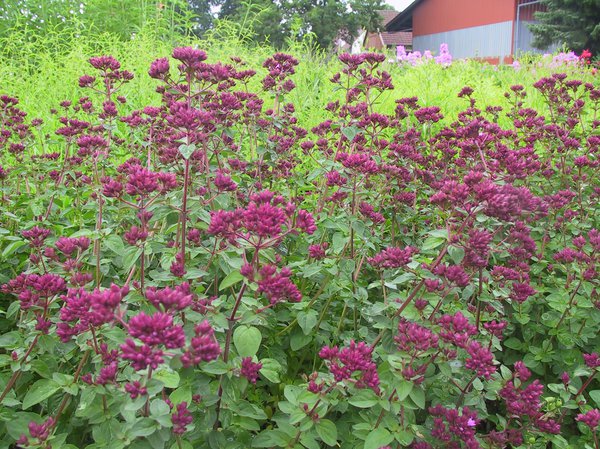 Glatter Blumen-Dost 'Rosenkuppel'