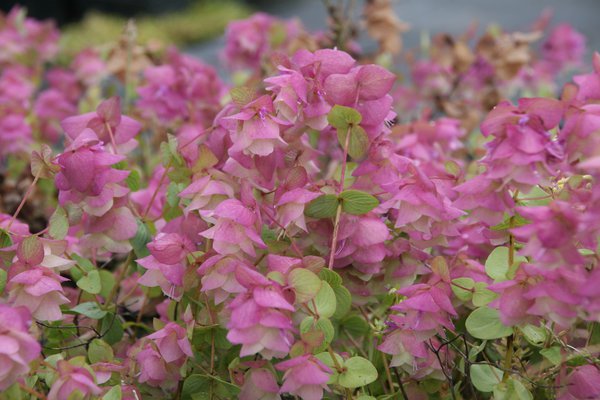 Origanum rotundifolium 'Kent Beauty' 