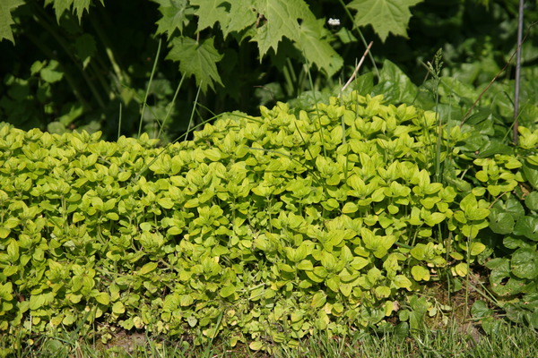 Origanum vulgare 'Thumbles'