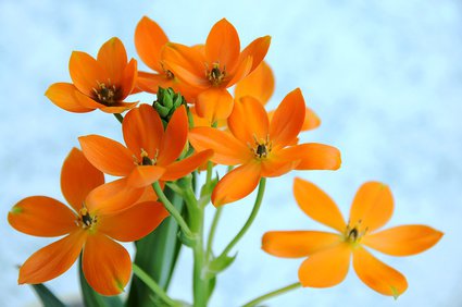 In Deuschland weit verbreitet: der orange Milchstern (Ornithogalum dubium)