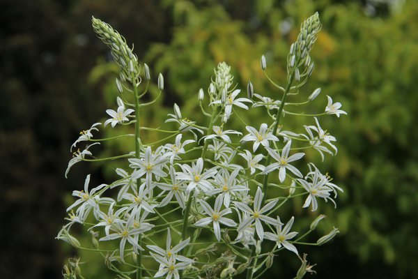 Ornithogalum ponticum 'Sochi' Milchstern