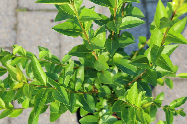 Ligustrum ovalifolium