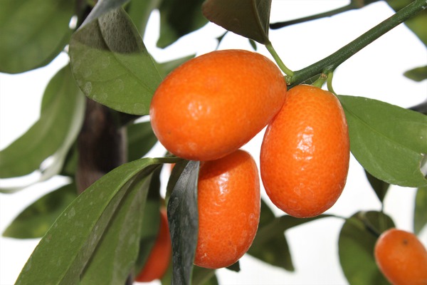 Ovale Kumquat Ovale Kumquat