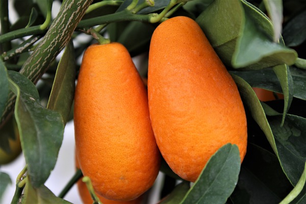 Ovale Kumquat Ovale Kumquat