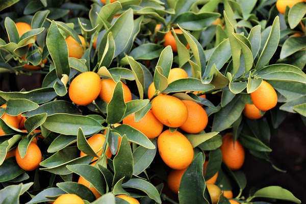 Ovale Kumquat Ovale Kumquat