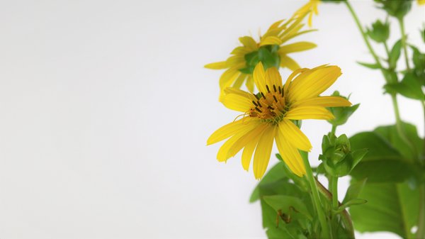 Kompasspflanze mit gelben Blüten