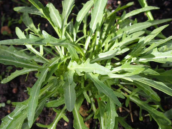 Gemüse fürs Hochbeet Rauke Ruccola Lubera