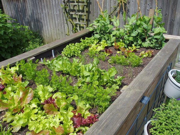 Gemüse fürs Hochbeet Pflücksalat Lubera