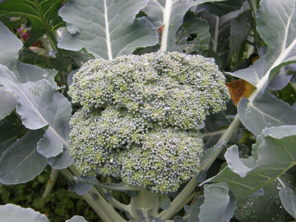 Gemüse fürs Hochbeet Brokkoli Broccoli Brassiaca oleracea Lubera