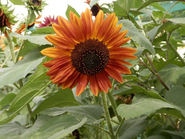Rote Sonnenblume BIO