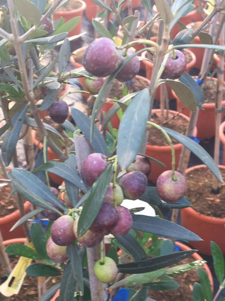 Oliven einlegen Lubera Oliven ernten 