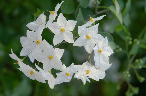 Sommerjasmin, Solanum jasminoides