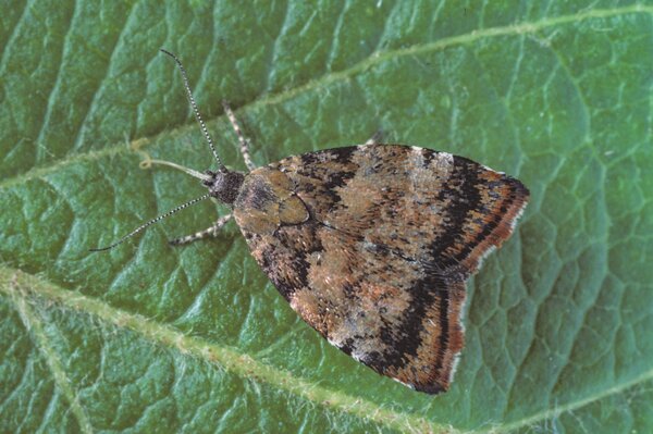 Choreutis, Falter, Spreizflgelfalter, Feigen Schdlinge